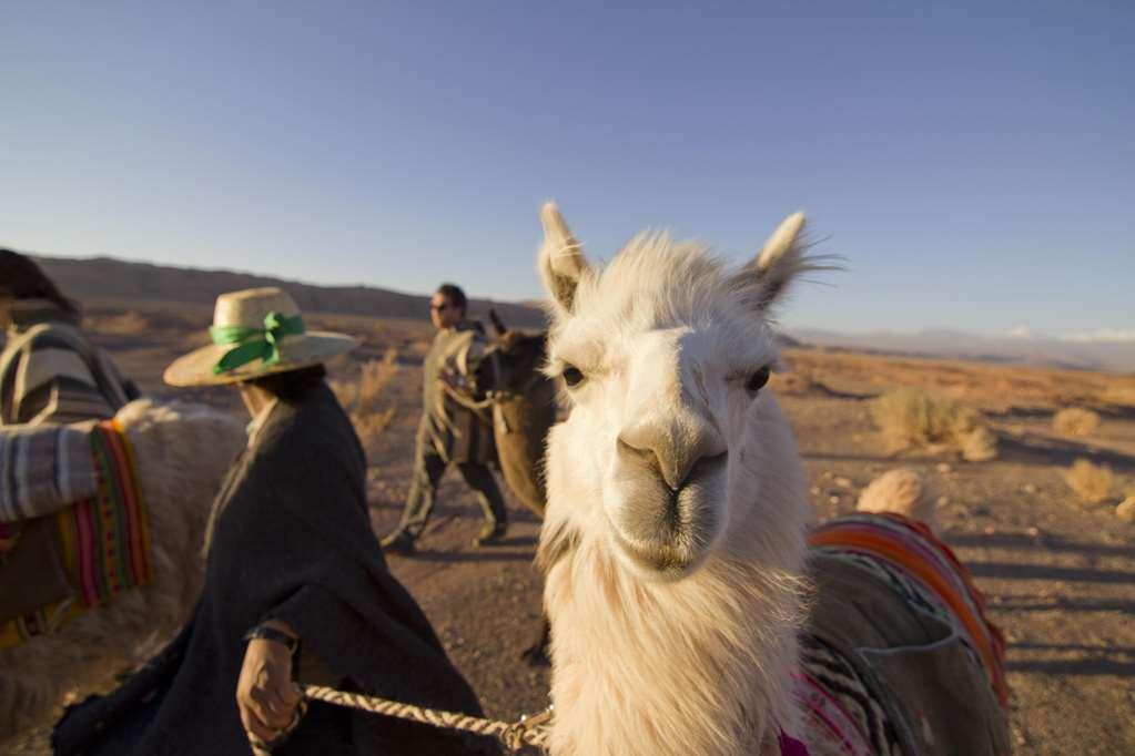 Noi Casa Atacama Hotel San Pedro de Atacama Eksteriør billede